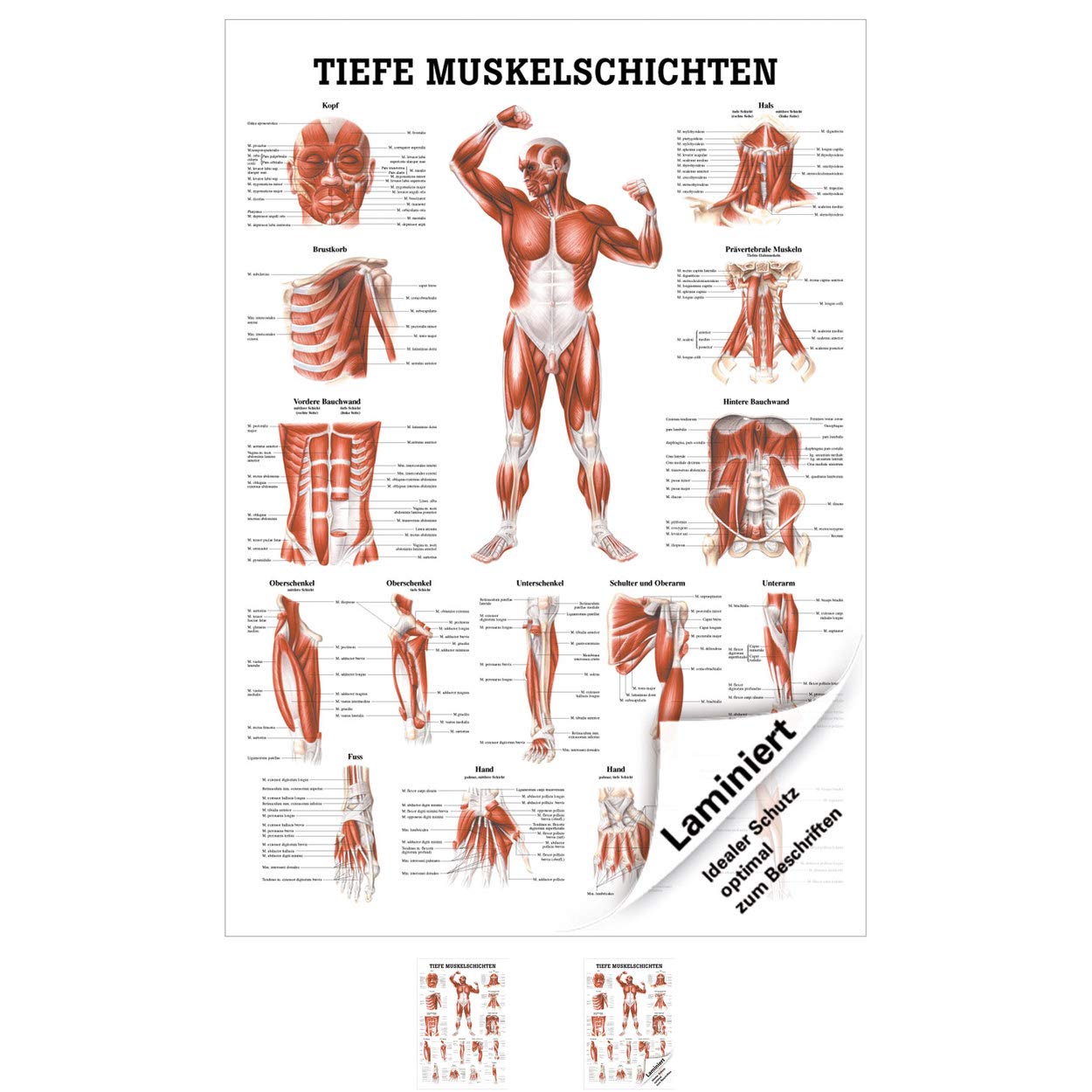 Rüdiger Tiefe Muskelschichten-Brust Lehrtafel Anatomie 100x70 cm medizinische Lehrmittel