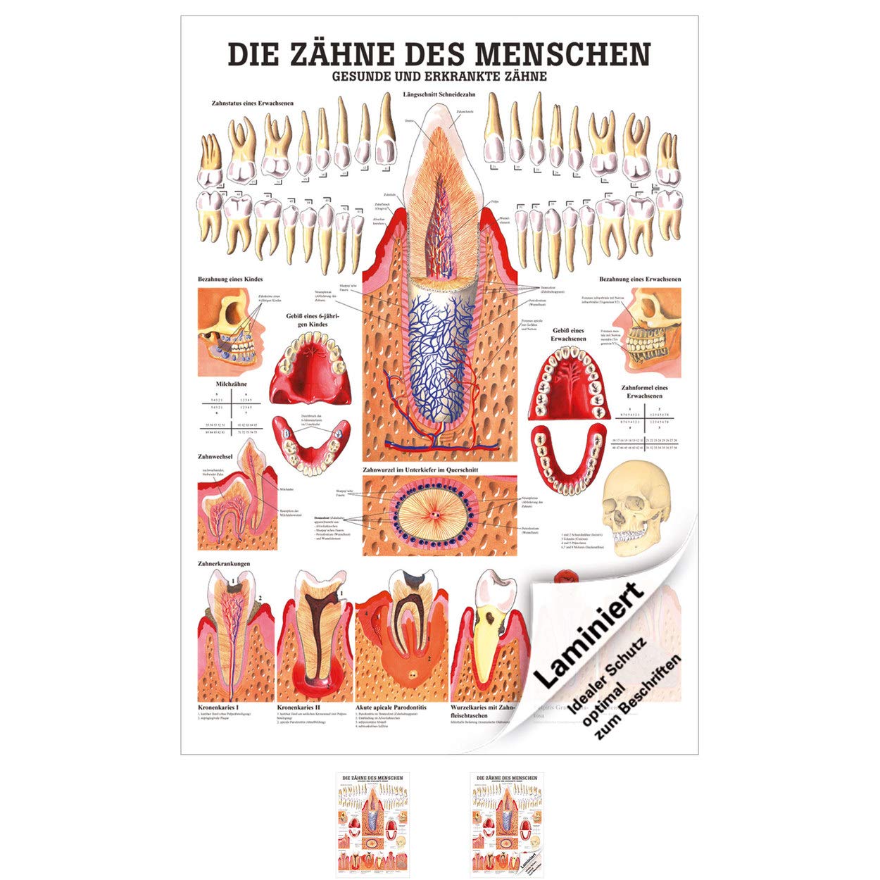 Rüdiger Gesunde Zähne Lehrtafel Anatomie 100x70 cm medizinische Lehrmittel