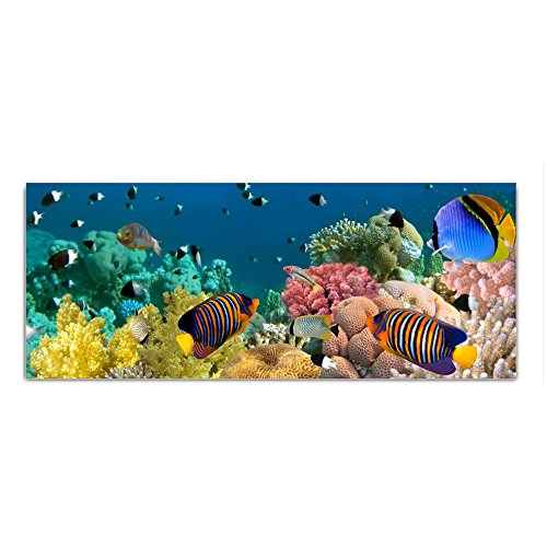 DEKOGLAS Glasbild 'Korallenriff' Acrylglas Bild Küche, Wandbild Flur Bilder Wohnzimmer Wanddeko, einteilig 125x50 cm