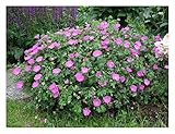 10 x Geranium sanguineum 'Max Frei' (Winterhart/Stauden/Staude/Mehrjährig/Bodendecker) Blut Storchschnabel/Storchenschnabel - Tolle leuchtende Blüten - Sehr Bienenfreundlich - von Stauden Gänge