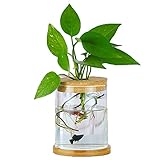 MMIAOO Hydrokultur-Pflanzen-Glasbehälter, Mini-Vase, Mikro-Landschaft, ökologische Flasche, Heimdekoration, Vase, für Wasserpflanzen oder Blumen, Gartenwanddekoration (zylinder, 10 x 12 cm)