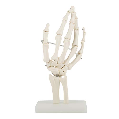 Wincal Handskelettmodell-Medica'l Handskelett Medica'l Anatomie Lebensgroßes menschliches Gelenkforschungsskelettmodell