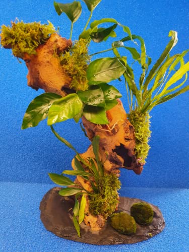 SAHAWA Garnelenbäumchen 30-35 cm, Mangrovenwurzel Tropica Aquarium Wasserpflanzen + 2 Mooskugeln Gratis
