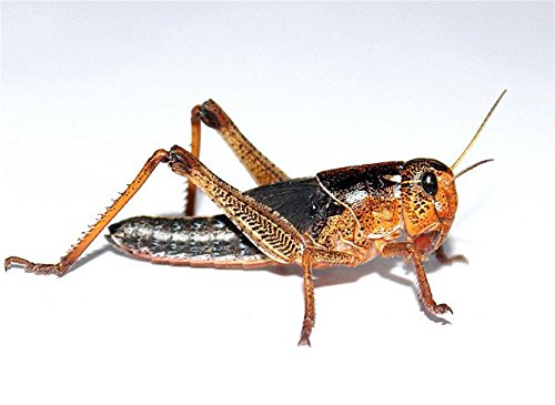Heuschrecken große, Adulte 300 Stück Wanderheuschrecken Futterinsekten Reptilienfutter
