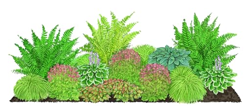 Dehner Stauden-Set Grünes Gartenparadies, 18 verschiedene Gartenstauden für das Schattenbeet, mehrjährige Pflanzen, je 3-20 cm, Ø Topf je 9 cm, rosa/lavendel/grün