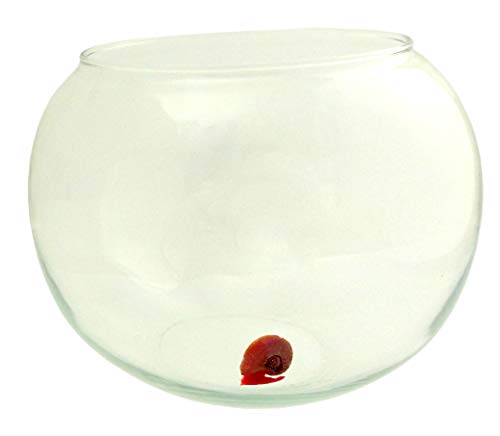 Evil WearⓇ Posthorn Schnecken-Set rot Aquarium Glas-Kugel Pflanze 0,5-2cm