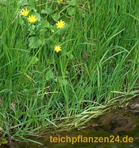Mühlan Topartikel- 15 Uferpflanzen min. 8 Sorten, wurzelnackt Teich