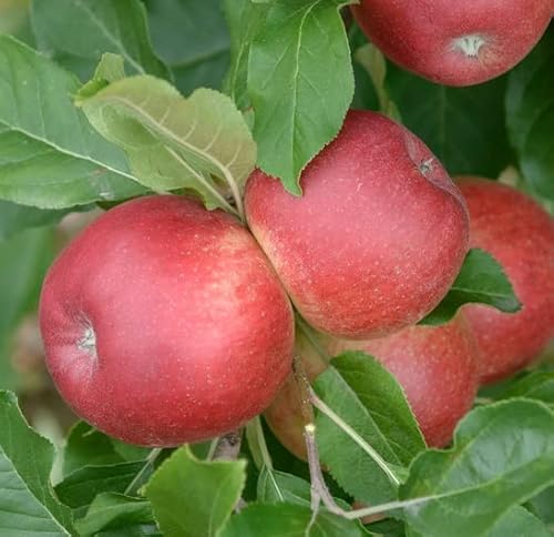 Santana®, allergikergeeignete Apfelsorte, Buschbaum (kleinbleibend), 120-140cm, im Topf