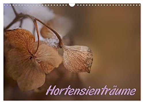 Hortensienträume (Wandkalender 2024 DIN A3 quer), CALVENDO Monatskalender: Zarte Hortensienblüten im Detail - farbenfroh und anmutig