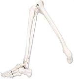 Anatomische Linkes Bein Menschliches Skelett Modell, eine natürliche Größe, Lehrmittel Zubehör
