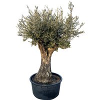 Olivenbaum Olea Europeana H ca 200 cm 230 L Container