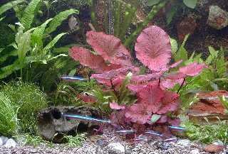 Mühlan Topartikel- 5 Topf Aquariumpflanzen und 3 Tigerlotus, Wasserpflanzen für Ihr Aquarium