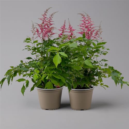 Astilbe arendsii, rot, Topf-Ø 15 cm, 2er-Set