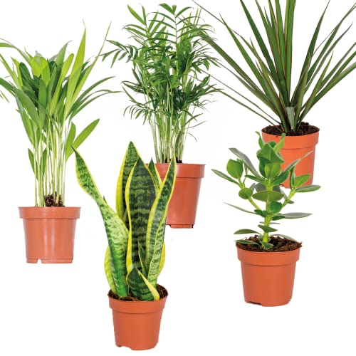 Mischung aus 5 pflegeleichten Zimmerpflanzen Chamaedorea, Sansevieria, Clusia, Stromante, Asplenium cm12 cm - 35 cm