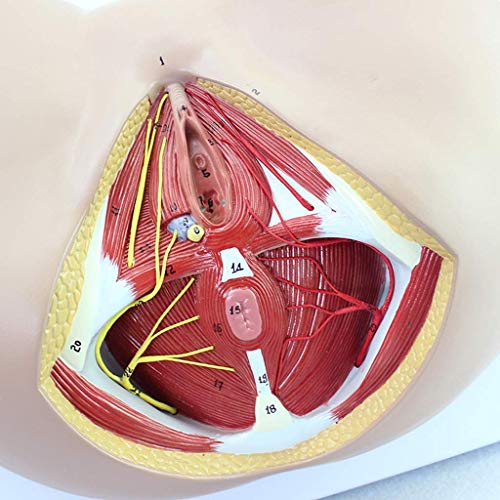 SLRMKK Anatomisches Perineum-Modell, Urogenitale anorektale menschliche Anatomie-Wissenschaftsmodelle des weiblichen Beckengefäßnervs, 1: 1-Lehrmodellmodell in Lebensgröße