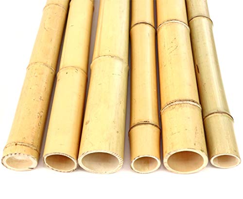 10er Set Bambusrohre 300cm gelb mit dickem Durchmesser von 6-7cm - Gebleichte Bambusstangen Moso 3m lang (BAYS3006)