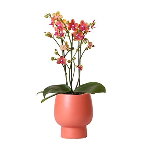 Kolibri Orchids | Orange duftende Phalaenopsis Orchidee in Terrakotta Farbe Scandic Ziertopf - Topfmaß Ø12cm