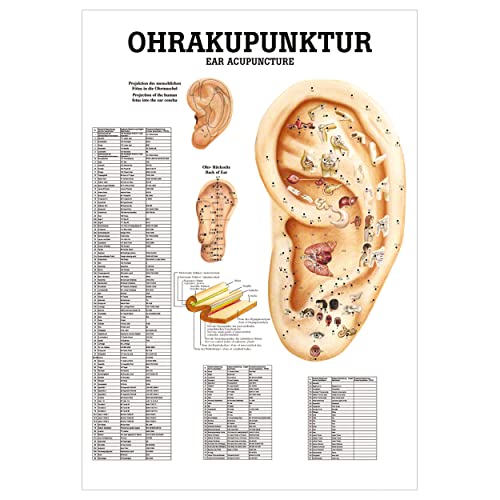 Rüdiger Ohrakupunktur Poster Anatomie 70x50 cm medizinische Lehrmittel