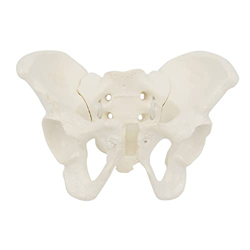 Hüftknochen Becken, anatomisches Modell für wissenschaftliche Bildung, Hebammengröße, weibliches Beckenmodell, flexibles Anatomiemodell, Beckenmodell