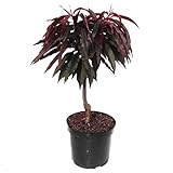 Zwergpfirsich Bonfire (S) Crimson ® Pfirsichbaum rotlaubig 60-80 cm hoch 7,5 Liter Topf St. Julien A