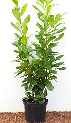 Kirschlorbeer Heckenpflanzen immergrün Sichtschutz Prunus lauroc.'Novita' im Topf gewachsen 80-100cm (50 Stück)