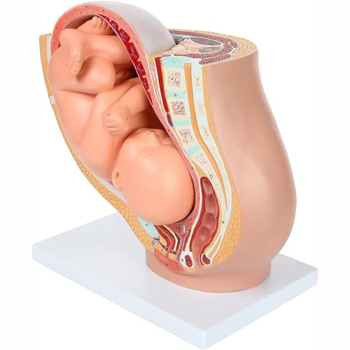 UNbit Schwangerschaft Becken Anatomie Modell mit Reifen Fötus,Neun-Monats-Schwangerschaft Modell des Beckens Full-Term Removable Fetus Modell, Anatomie der Plazenta