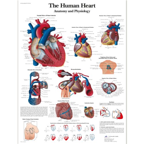3B Scientific VR1334L Human Anatomy – The Human Heart Diagramm, laminierte Version