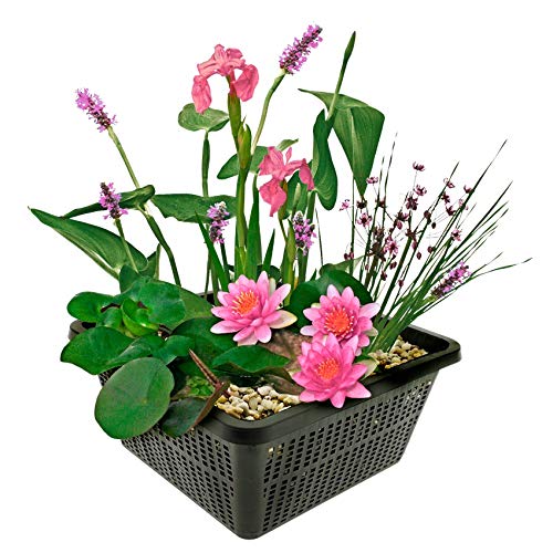 vdvelde.com - Mini Teichpflanzen Set Winterhart - Rosa - 1 Rosa Seerose und 3 Blühende Wasserpflanzen - inklusive Teichkorb, Lehm, Abdeckkies und Teichpflanzen Dünger - Van der Velde Wasserpflanzen
