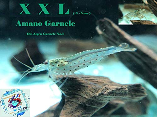 Topbilliger Tiere XXL Amano Garnele Caridina multidentata 3-5 cm 10x