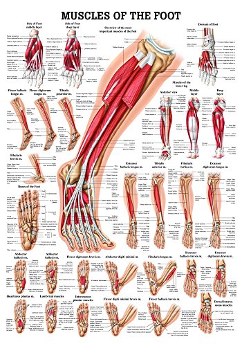 Muscles of the Foot. 50x70 cm