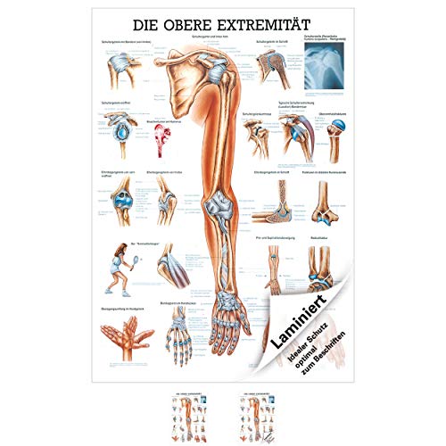 Obere Extremität Lehrtafel Anatomie 100x70 cm medizinische Lehrmittel
