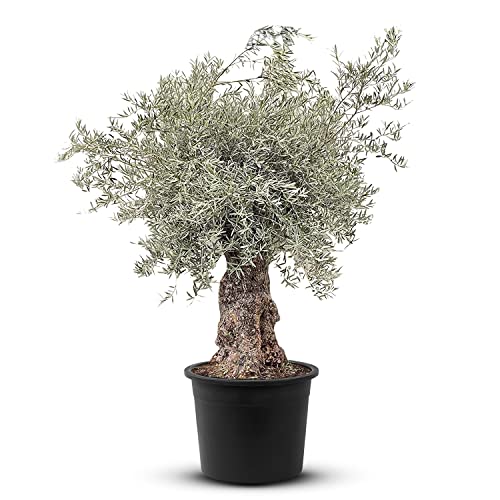 Olivenbaum Olea Europea winterhart, stammumfang 100/120cm, knorriger alte Stamm, Höhe ca.260cm