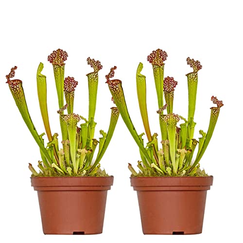 Fleischfressende Pflanze Sarracenia pro 2 Stück - Innen- und Außenpflanze im Gärtnertopf ⌀12 cm - ↕10-12 cm