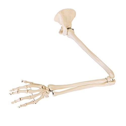 Bewegliches Skelett Model mit Arm, Hand, Schulterblatt und Schlüsselbein | Anatomie Modell | Lehrmittel