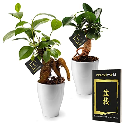 vdvelde.com - Bonsaiworld Mini Bonsai Ficus Ginseng - Kleine Bonsai Baum 2er Set inklusive keramik topfe und Bonsaibuch - (Topf: 7 cm/Höhe: ca. 21 cm) - Zimmerbonsai Pflanzen Aus eigener Gärtnerei