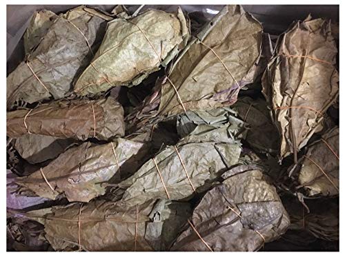catappa-leaves Seemandelbaumblätter 1,0kg B-Ware unsortiert - Blitzversand im Paket