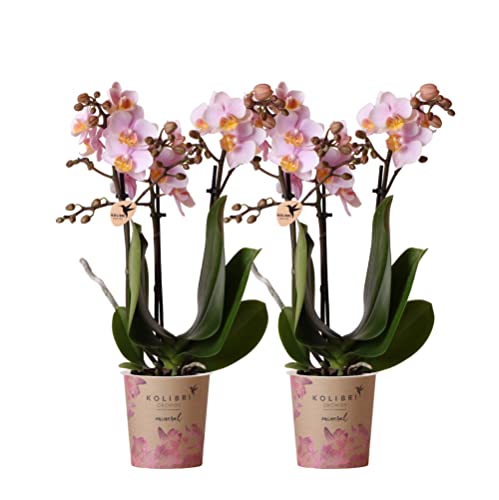 Kolibri Orchids | COMBI DEAL von 2 Rosa Phalaenopsis Orchideen - Andorra - Topfgröße Ø9cm | blühende Zimmerpflanze - frisch vom Züchter