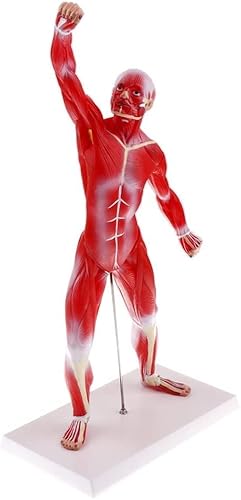 BONEW 50CM Anatomical Muscular Human Figure Medical Anatomy Skelett Model Human Figure Model Anatomy Skelett Detail Muscle Structure Mini Muscular System Model 1/4 Life Size