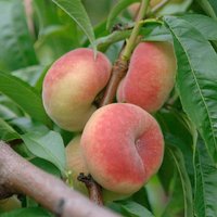 Gartenkrone Tellerpfirsich, Prunus persica »Paraguayo Tito«, Früchte: süß - orange