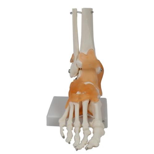 QUR Fußgelenkmodell mit Bändern Menschliche Anatomie Modell Lebensgröße Medizinische Lehrgeräte wie abgebildet PVC 1 Stück