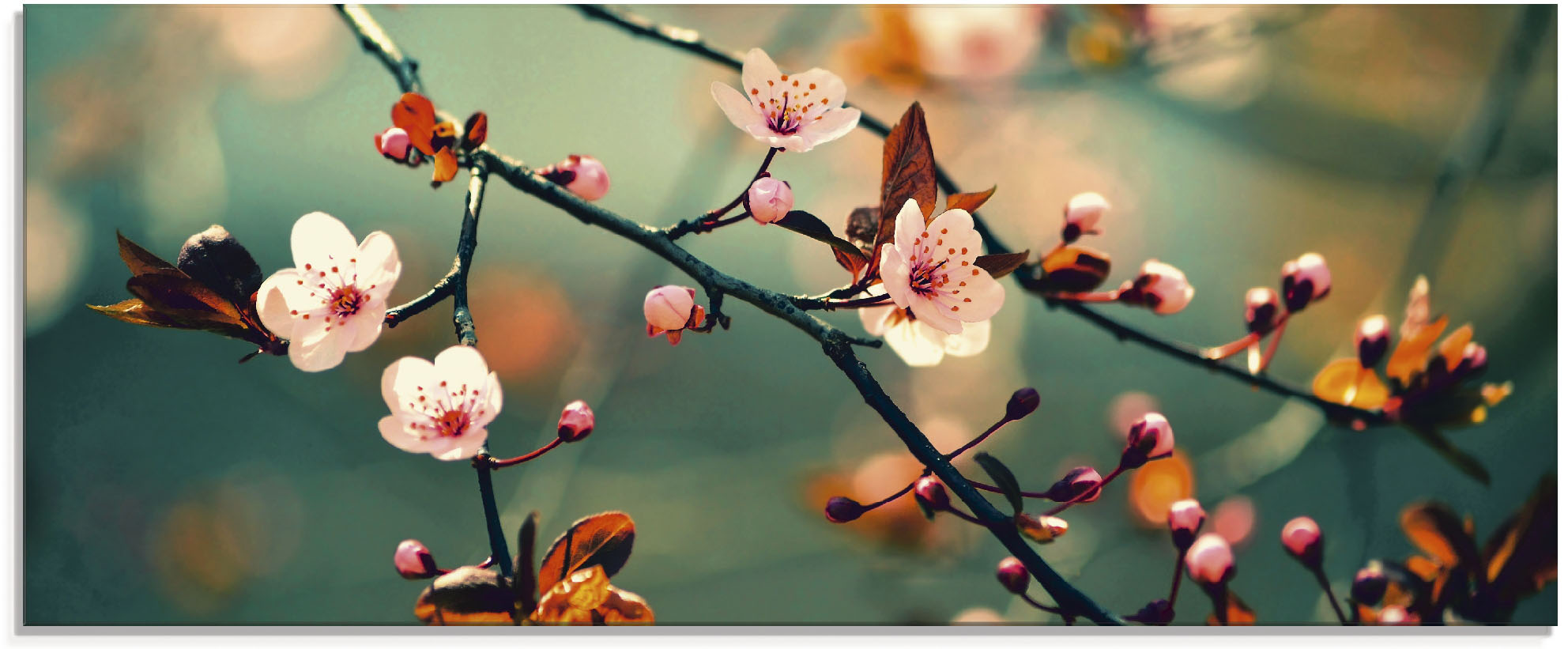 Artland Glasbild "Japanische Kirsch Sakura Blumen", Blumen, (1 St.)