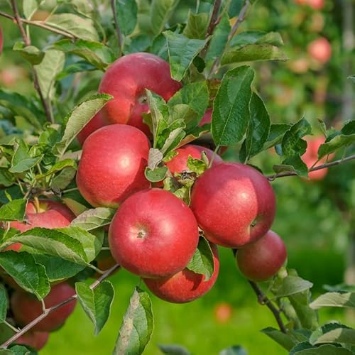 Apfelbaum `Idared´, Buschbaum (kleinbleibend), 120-140cm im 10L-Topf