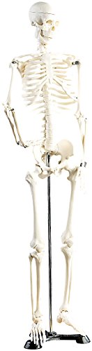 newgen medicals Skelett Modell: Original Lehrmittel Anatomie Skelett auf Ständer, 85 cm (Deko Skelett)