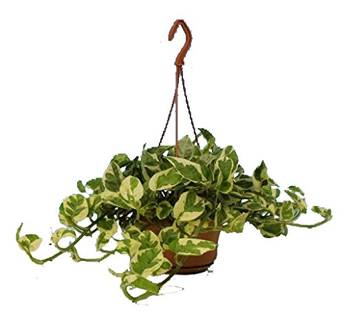 Efeutute, Scindapsus, (Epipremnum aureum) Sorte: N'Joy, weiss buntes Blattwerk, rankend, Ampelpflanze, luftreinigend (eine Pflanze in einer 15cm Hängeampel)