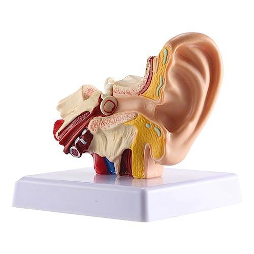 XIAOJUN Modell Anatomie für das menschliche Ohr, 1,5 x – Modell zur Simulation der internen Ohrstruktur, professionelles Büro für die Bildung