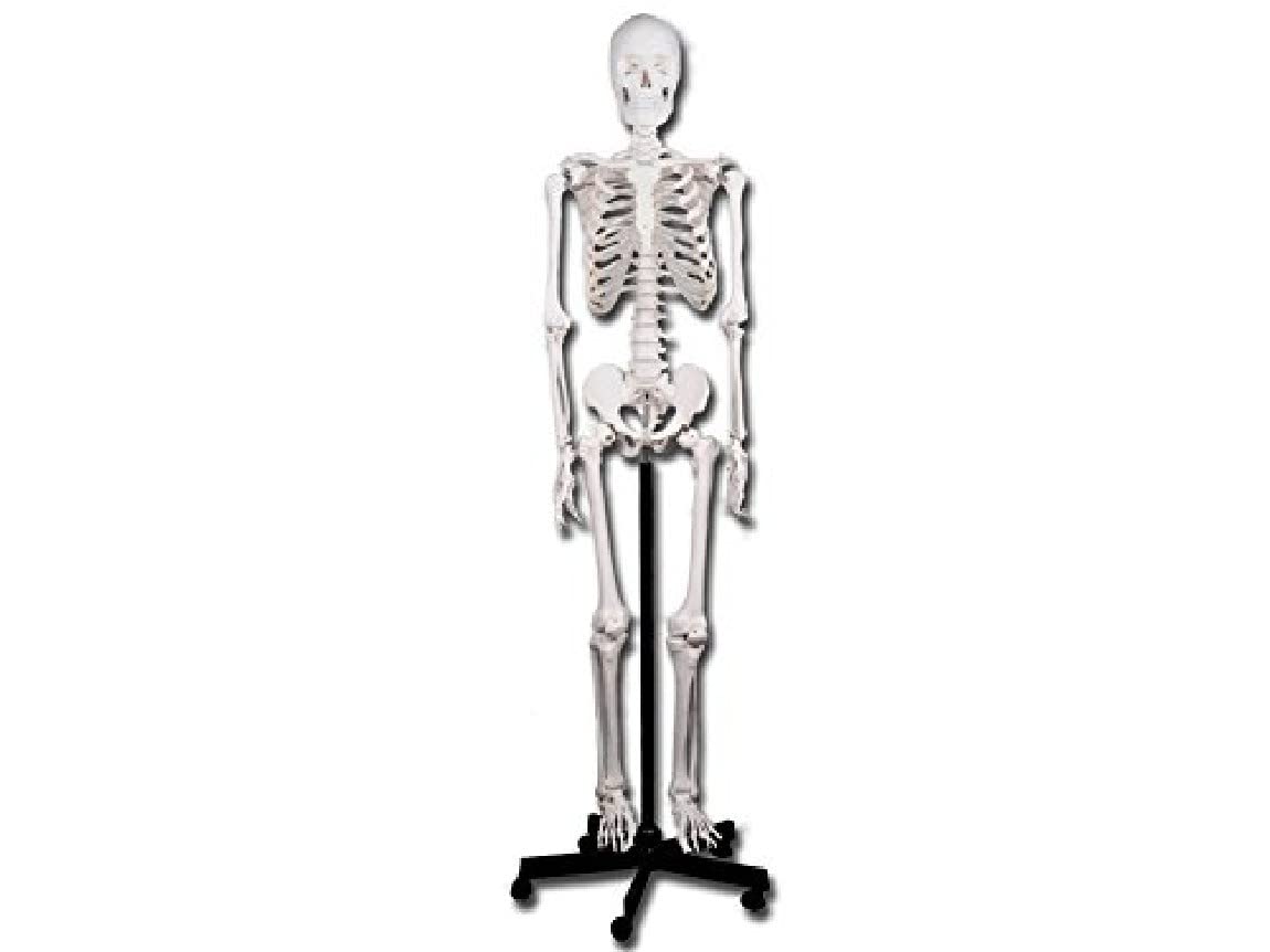 Gima - Menschliches Skelett-Modell, Value-Linie, mit beweglichen Gelenken und abtrennbaren Gliedern, für Ausbildung, Praxen und Studenten, H 180 cm