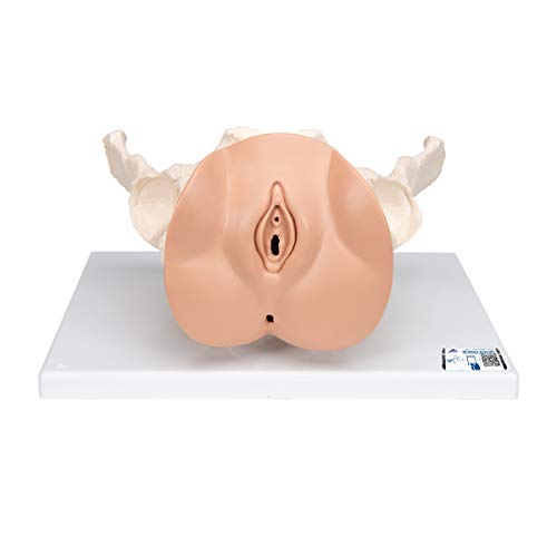 3B Scientific Menschliche Anatomie - Weibliches Beckenskelett mit Genitalorganen, 3 teilig + kostenloser Anatomiesoftware - 3B Smart Anatomy