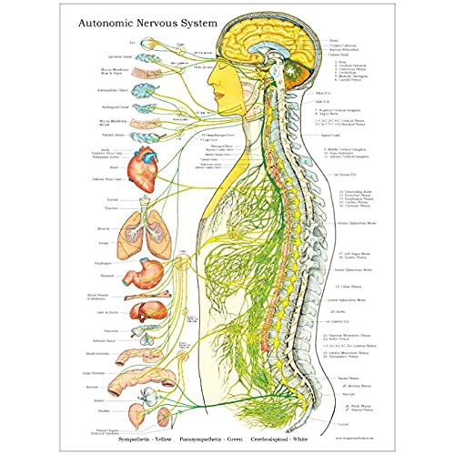 FUXUERUI Autonomes Nervensystem Anatomie Leinwand Wand Kunstdruck Bilder und Poster für Arzt Büro Klinik Dekor,60x80cm Ungerahmt