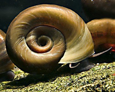 Garnelio - 10x Teich Posthornschnecke - Planorbella duryi duryi