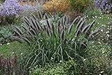 5 x Pennisetum alopecuroides var. viridescens 1 Liter (Ziergras/Gräser/Stauden/Winterhart) Schwarzes Lampenputzergras